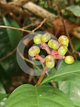 only a bunch of flower buds will bloom on the Bush