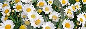 Bunch of flowering white daisies.