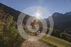 Bunch of flowers and in the background mountains, meadows and sun