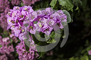 Bunch of flowers of bougainvillea