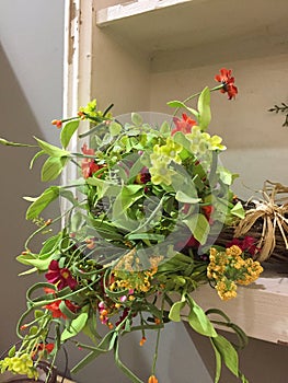 A bunch of flowers in closet