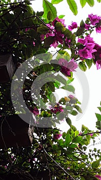 Bunch of flowers floating in the sky photo