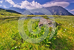 Bunch flowers in Kobylia dolina valley in High Tatras during summer