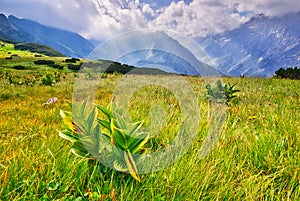 Bunch flowers in Kobylia dolina valley in High Tatras during summer