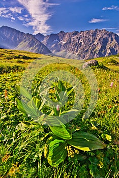 Bunch flowers in Kobylia dolina valley in High Tatras during summer