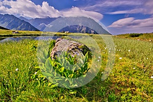 Bunch flowers in Kobylia dolina valley in High Tatras during summer