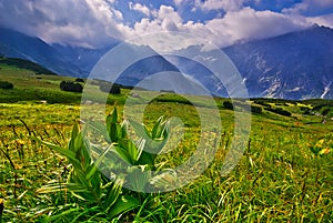 Bunch flowers in Kobylia dolina valley in High Tatras during summer