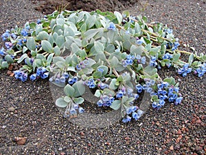 Bunch of flowers in lava sand on Jan Mayen