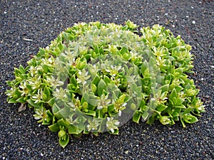 Bunch of flowers in lava sand on Jan Mayen