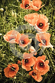 Bunch of flowers poppies in meadow in old vintage coloring