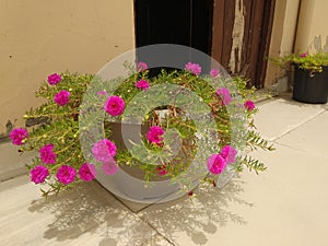 A bunch of flowers in a pot.