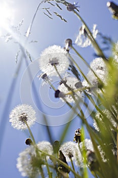 Bunch of fluffy dandelions