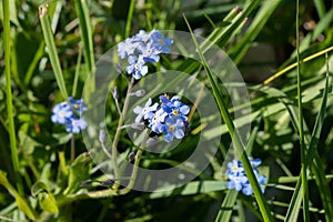 A bunch of forget me nots