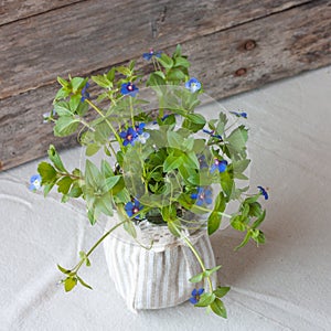 Bunch of forget-me-nots. Fresh spring concept. Greeting card for Valentine`s day, February 14, Mother`s Day, 8 March