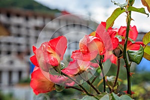 Bunch of fragile blooming rose flowers on beautiful urban background