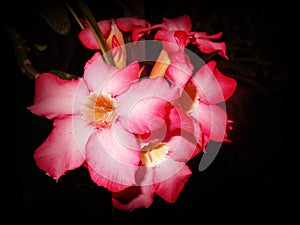 A bunch of Frangipani