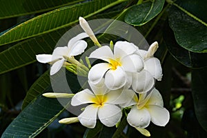 Bunch of Frangipani
