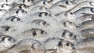 A bunch of fresh Barramundi, white perch, silver perch on a bed of ice sold in the market