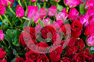 Bunch of fresh beautiful bright red and pink color rose flower with water spray and green leaves background selling in market