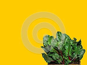 Bunch of fresh beet greens chard collard leafs known as leafy greens on yellow background