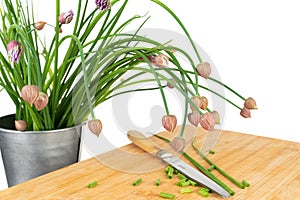 Bunch of fresh blooming chives in a container and chopped pieces with knife on board