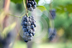 A bunch of fresh blue grape on sunny vineyard