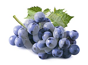 Bunch of fresh blue grapes with leaves isolated on white background