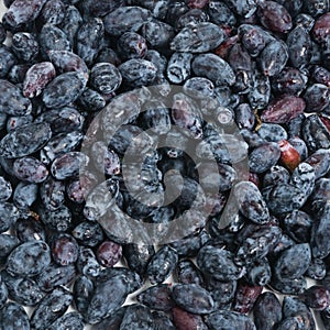 Bunch of fresh blue honeysuckle. Blue fresh berry honeysuckle