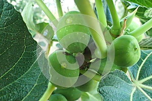 Carobs bunch on a tree