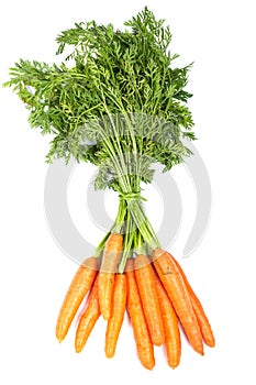 Bunch of fresh carrots