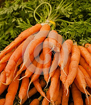 Bunch of fresh carrots in farmer's market