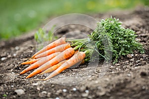 Bunch of fresh carrots freely lying on soil in garden