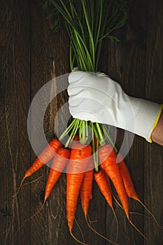 Bunch of fresh carrots in hand