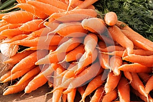 Bunch of fresh Carrots.