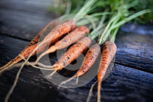 Bunch of fresh carrots on the wooden background,freshly picke. Selective focus