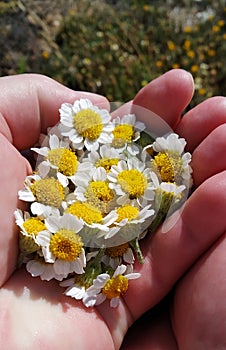 Bunch of Fresh Chamomile herbal flowers on a woman`s hand just collected.