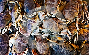 A Bunch of Fresh Crabs