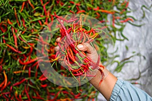 a bunch of fresh curly red chilies (Cabai Merah Keriting) on hand, harvested from fields by Indonesian local farmers.