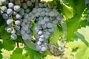 Bunch of fresh dark black ripe grape fruit on green leaves under soft sunlight in vineyard at the harvest season, viticulture