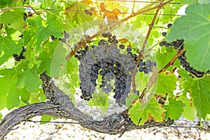 A bunch of fresh dark black ripe grape on green leaf under soft sunlight at the havest season, planting in the organic vineyard