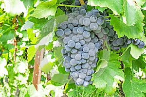 Bunch of fresh dark black ripe grape on green leafs under soft sunlight at the havest season, planting in the organic vineyard