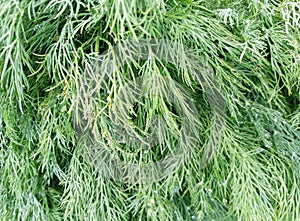 A bunch of fresh dill close up