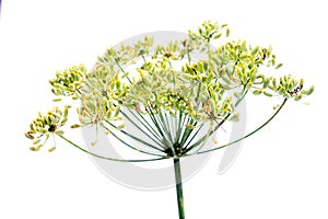 Bunch of fresh dill with flower isolated on white background. Kitchen and medicinal herbs