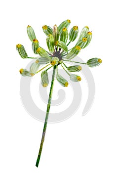 Bunch of fresh dill with flower isolated on white background. Kitchen and medicinal herbs