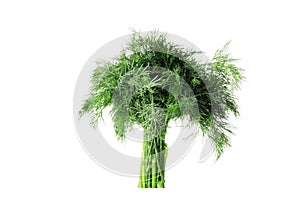 bunch of fresh dill isolated on white