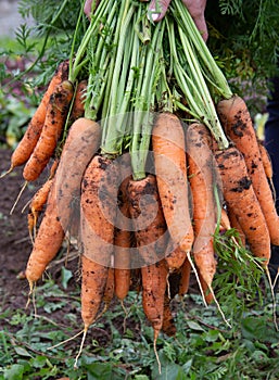 A bunch of fresh or freshly picked carrots. Organic farming. The concept of a healthy lifestyle.