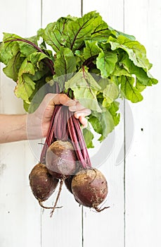 Bunch of fresh garden beetroot kept in man's hand