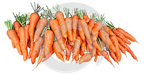 Bunch of fresh garden carrots isolated on white background