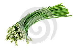 A bunch of fresh Garlic chives flowers