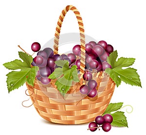 Bunch of fresh grape in the basket.